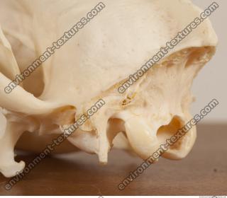 photo reference of skull 0035